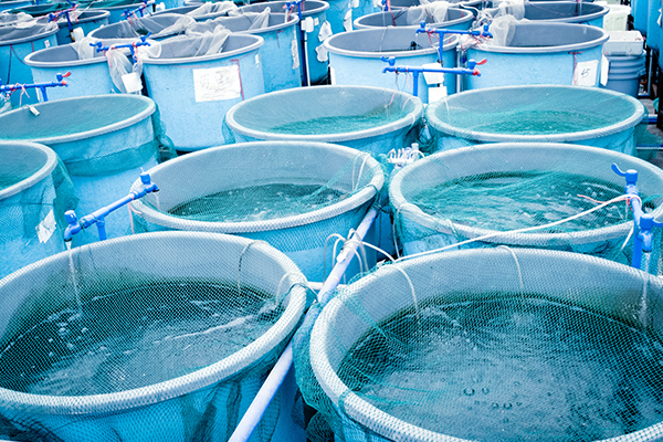 P&W EXPORT ADDS VALUE TO AQUACULTURE PROCESSING